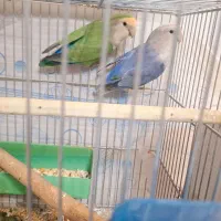 طوطی برزیلی مولد