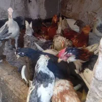 جوجه سه ماهه گلین زیر مرغی