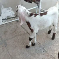 بره نر و بزغاله نر