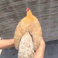 مرغ