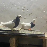 نرو ماده طوقی|پرنده|تربت‌حیدریه, سرمحله|دیوار