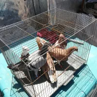 کبوتر فروشی فوری