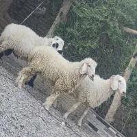 سه عدد گوسفند