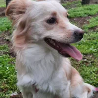 واگذاری سگ|سگ|تهران, جوانمردان (اندیشه)|دیوار