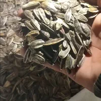 تخمه کانادایی s400کشت اول|خوردنی و آشامیدنی|کنگاور, |دیوار