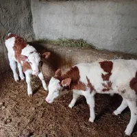 گوساله نر وماده|حیوانات مزرعه|انزل, |دیوار