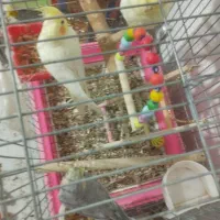 عروس هلندی|پرنده|کرج, حسن آباد|دیوار