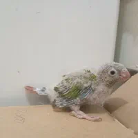 جوجه گرینچیک سرلاکی