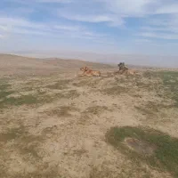سگ گله