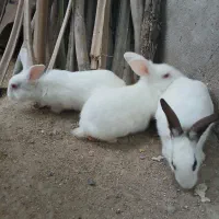 خرگوش بزرگ|موش و خرگوش|قشم, |دیوار