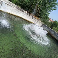 استخر پرورش ماهی سردابی|فروش دفتر صنعتی، کشاورزی، تجاری|شاندرمن, |دیوار