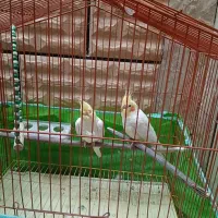 عروس هلندی|پرنده|ارسنجان, |دیوار
