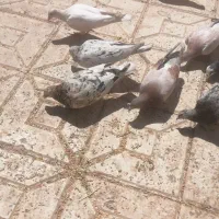 کبوتر یا کفتر وکمک ریگلاژی سیستم سنگین حرفه ای|پرنده|بیرجند, |دیوار