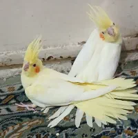 عروس هلندی|پرنده|تهران, دهونک|دیوار