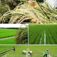 فروش زمین شالیزار قیمت کمتر از قیمت موکت صومعه‌سرا