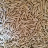 جو دیم بهاره کیلو ۱۱۰ت مقطوع