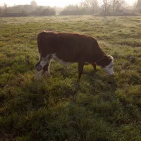 تلیسه سیمینتا ل