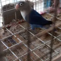 کتوله ماده معاوضه با مرغ عشق