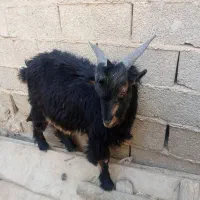 میش گلونی وکهره نرتخمی|حیوانات مزرعه|درودزن, |دیوار