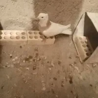 طوقی|پرنده|پیر بکران, |دیوار