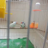 جفت فنچ|پرنده|تهران, منیریه|دیوار