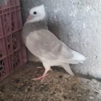 جوجه کاردرست ضمانتی|پرنده|کاشان, نوش آباد|دیوار