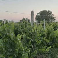 باغ