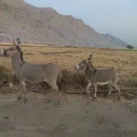 خر ماده دوتا|حیوانات مزرعه|باشت, |دیوار