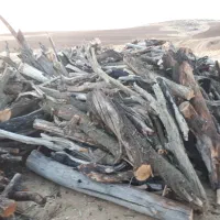 چوب بادام خشک|خدمات باغبانی و درختکاری|بروجرد, |دیوار