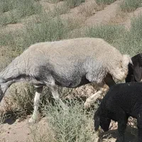 بره و  میش داشتی