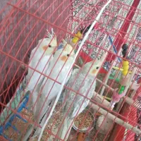 فروش عروس هلندی و مرغ عشق