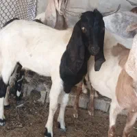 بزه|حیوانات مزرعه|بندر ماهشهر, |دیوار