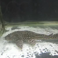 گربه ماهی کت فیش