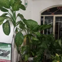 گل دیفن باخیا