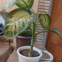 گل اپارتمانی|گل و گیاه طبیعی|شهرکرد, |دیوار