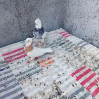 یک جفت طوقی هفت رنگ و یک جفت کله سبز الماسی