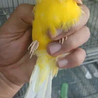 قناری رسمی بلند