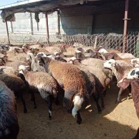 120 رس کاور تقلی و شیدار|حیوانات مزرعه|ملکآباد, |دیوار