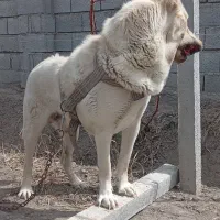 واگزاری‌سگ‌نگهبان|سگ|صومای برادوست, |دیوار