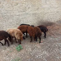 بره|حیوانات مزرعه|گرگان, |دیوار