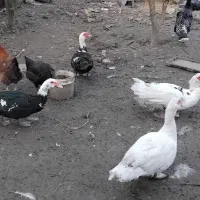 جوجه مرغ|حیوانات مزرعه|رضوانشهر, |دیوار