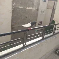 سینه سیاه، سینه مشکی، زاغ کاکلی|پرنده|مشهد, فارغ التحصیلان|دیوار