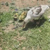 فروش‌غاز‌وجو‌جه‌غار‌محلی