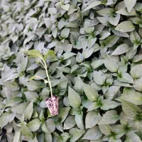 نشا گوجه|خدمات باغبانی و درختکاری|مرودشت, تخت جمشید|دیوار