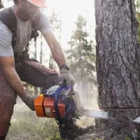 خریدانواع چوب درختان خشک وتر