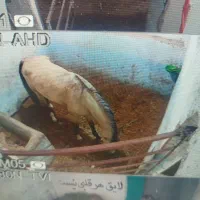 اجاره باکس اسب