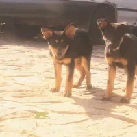 توله سگ ژرمن