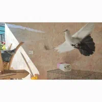 نر دم سیاه|پرنده|صدرا-فارس, فاز ۲|دیوار