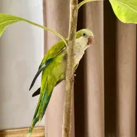 طوطی راهب سخنگو نژاد و رنگ خاص اُپلاین