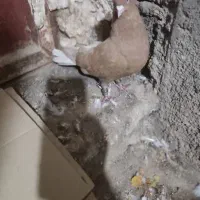 کبوتر دم سفید|پرنده|لوشان, |دیوار